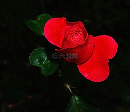 玫瑰,花,開花
