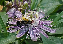 激情花,花粉装大黄蜂,花