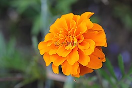花,性质,pfingstsrose