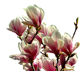 玉蘭,樹,鮮花