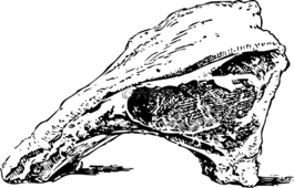 牛肉,肉,肋骨