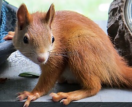 松鼠,動物,可愛