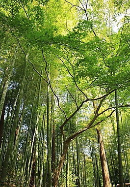 樹,森林,自然