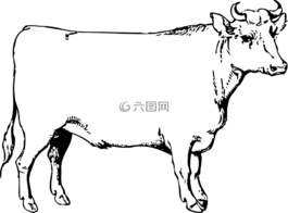 牛,公牛,牛肉