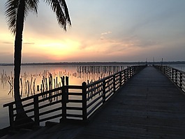 日落,棕櫚樹,地平線