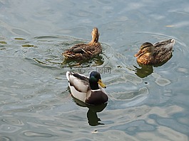 鴨,鳥,動物區(qū)系
