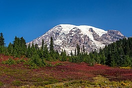 雪山,高峰,鮮花