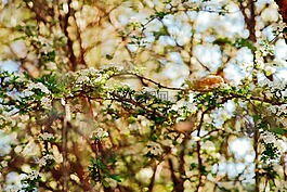 樹,枝杈,開花