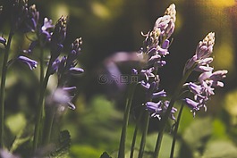 花,紫色,自然