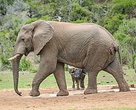 象,水牛,野生動(dòng)物園