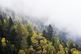 森林,景觀,伍茲