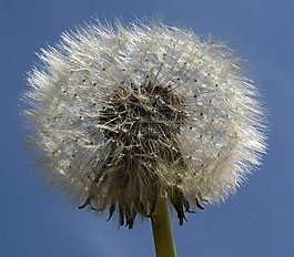 蒲公英,性質(zhì),廠