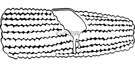 玉米棒,玉米芯,玉米