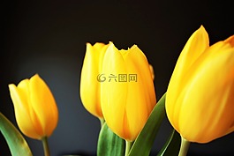 郁金香,黃色,花
