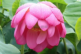 蓮花,gwangokji,夏天