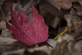 叶,红色,季节
