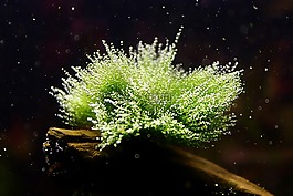 水族馆,青苔的树上,分支