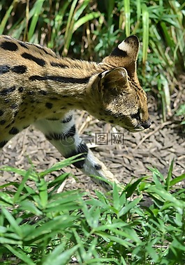 貓,動(dòng)物園,野貓