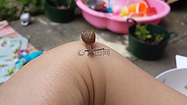 蝸牛,小,動物
