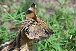 小的貓,動物園,頭繪圖