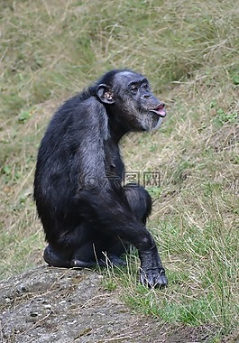 黑猩猩,猴子,動(dòng)物園