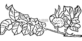玫瑰果,玫瑰山楂,玫瑰 hep