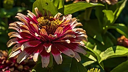 開(kāi)花,蜜蜂,昆蟲(chóng)