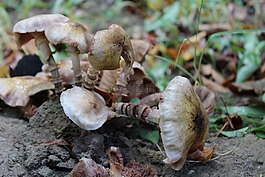 蘑菇,真菌,秋