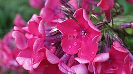 福祿考,花園,關閉