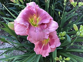 花,礼来公司,盛开