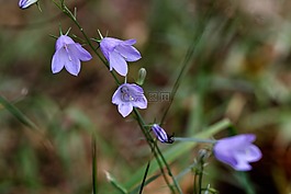 风信子,野花,鲜花