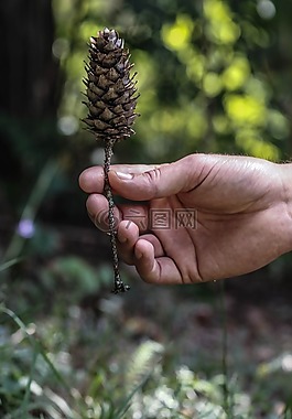 松球,自然,手