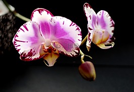 植物,花卉,蘭花