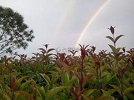 植物,彩虹,天空