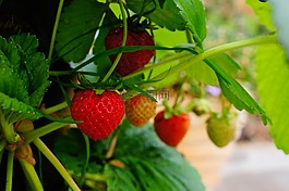 草莓,水果,植物