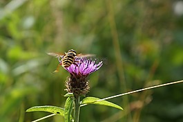 薊,蜜蜂,花