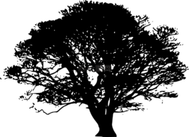 奥克,树,侧影