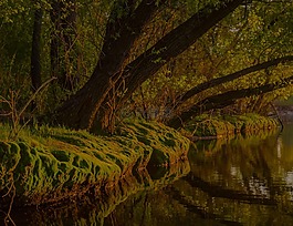 森林里的树,moss,海滩