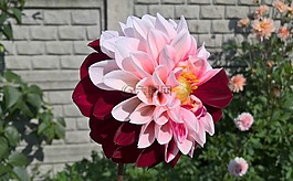 花,夏天,花园