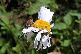 草地 margerite,leucanthemum 幼苗,菊花家庭
