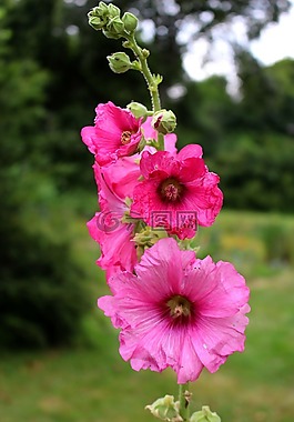 蜀葵,粉色,夏季