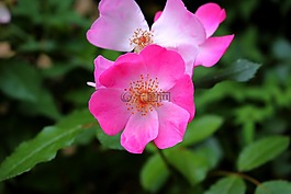 粉色,花,灌木