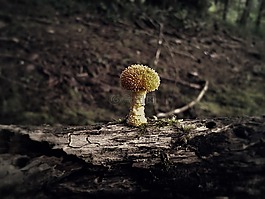 真菌,生物多樣性,哥斯達黎加