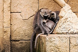 猴子,動物園,可愛