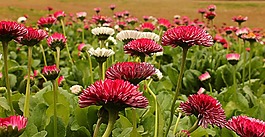 花,玫瑰,花園