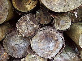 woodstack,樹干,logpile