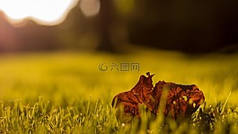 性質(zhì),景觀,秋季