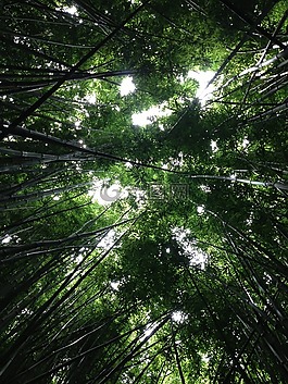 樹,透視,森林