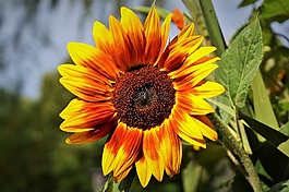 太阳花,花,黄色花