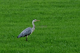 鳥,蒼鷺,性質